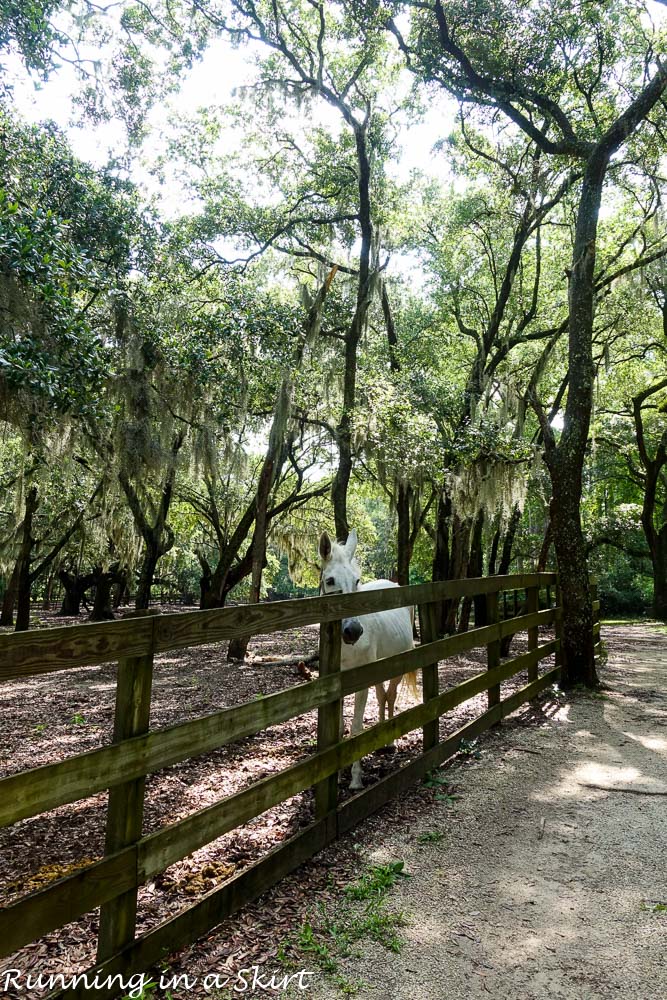 South Carolina Hammock Coast SC