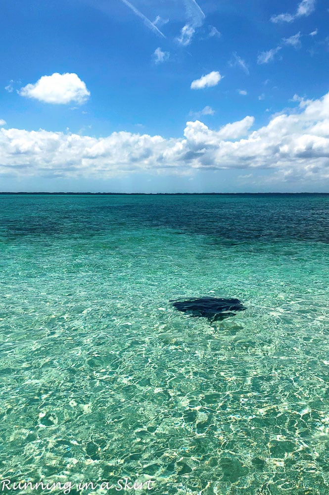 What to do in Hope Town Bahamas - watch for stingrays!