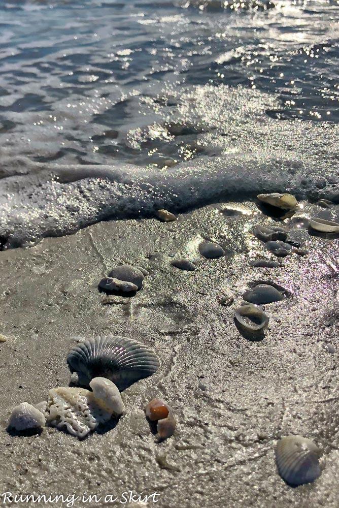 Sanibel Shells