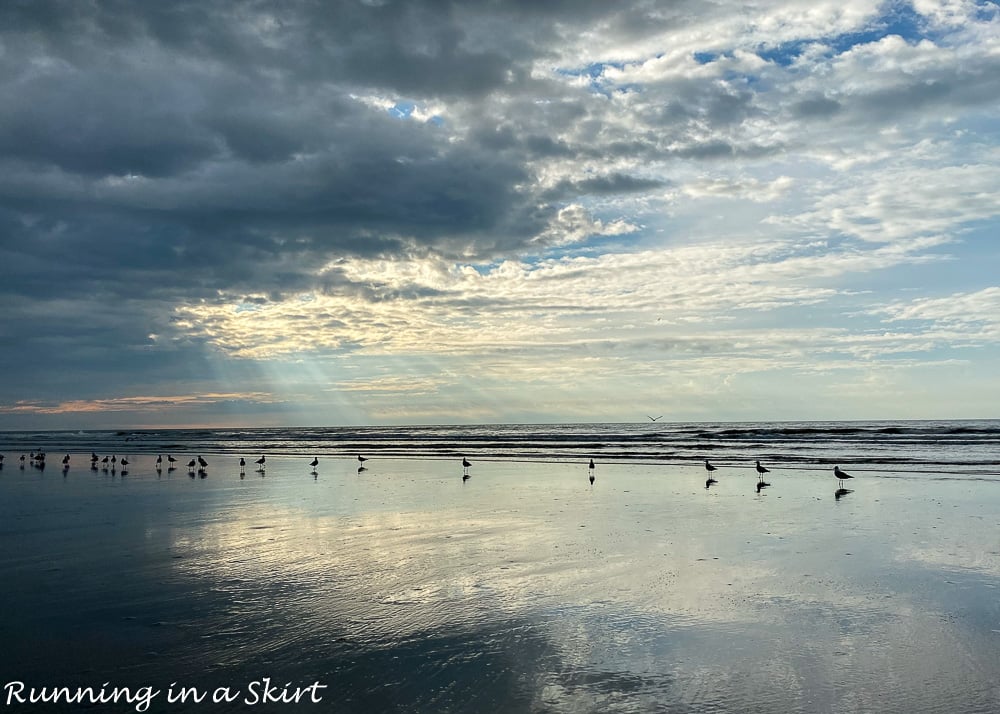 Beach scene with birds on Kiawah Island SC.