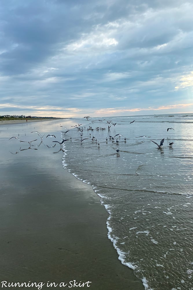 Birds and wildlife on Kiawah Island SC.