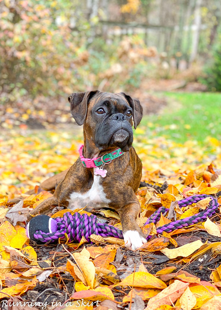 Boxer in fall leaves.