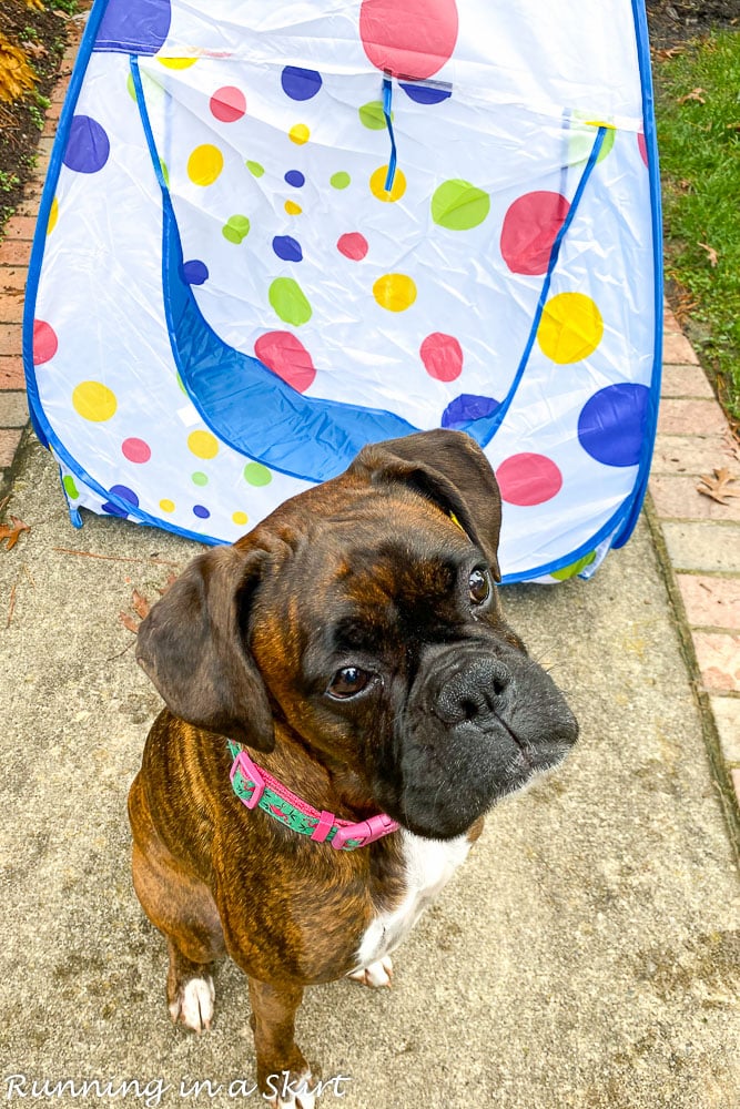 Boxer with toy tunnel.