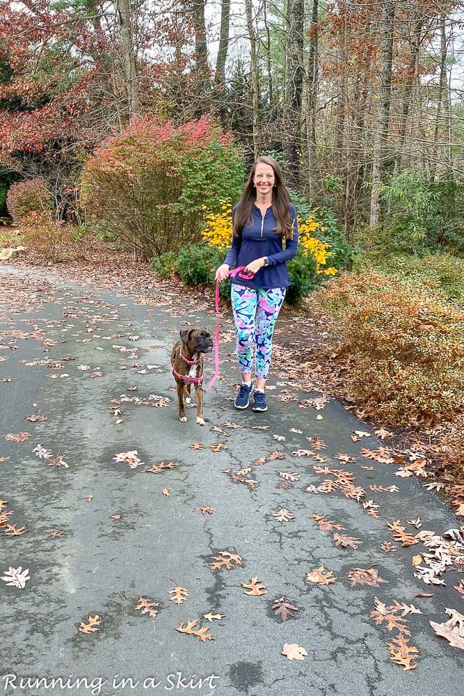 Boxer walking on leash.