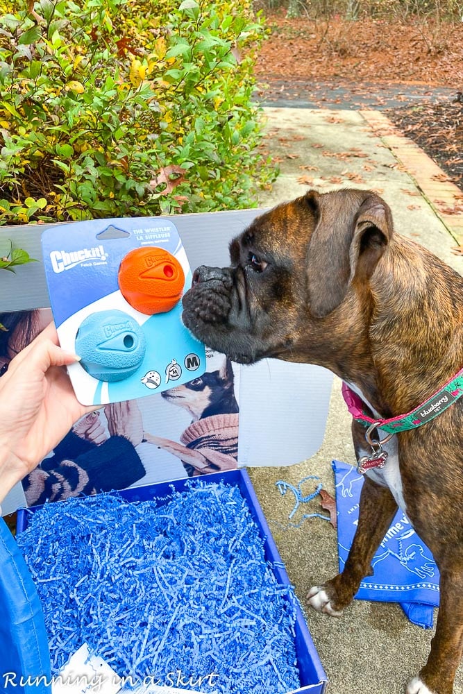 Boxer with new ball toys.