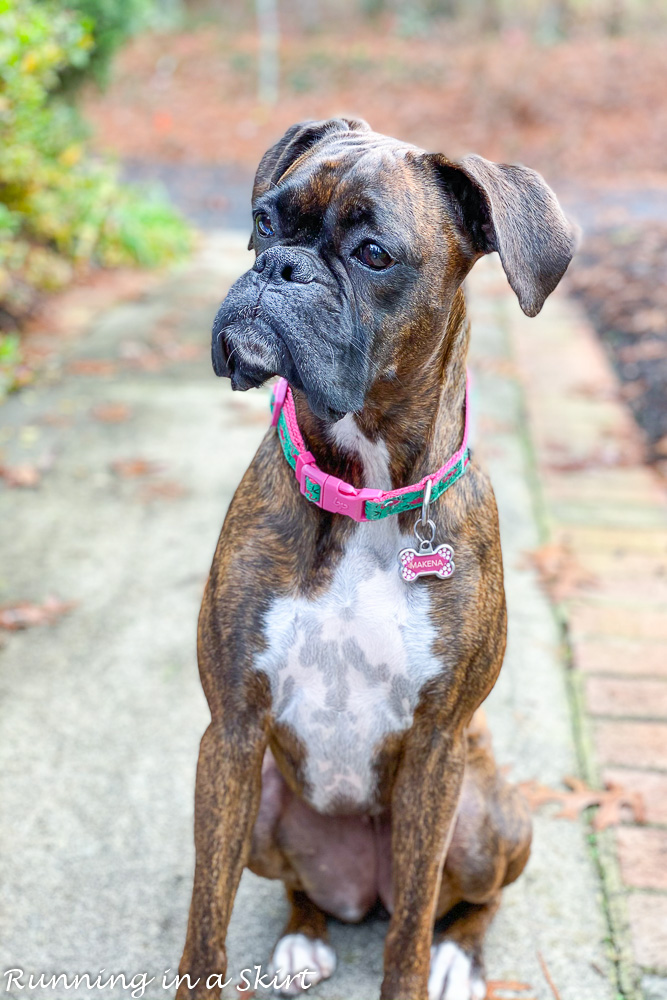 Photo of boxer up close.