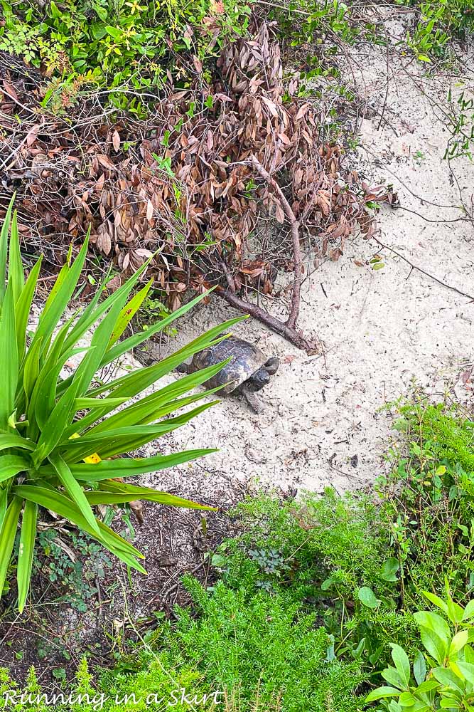 What to Do in Amelia ISland - watch for wildlife like turtles.