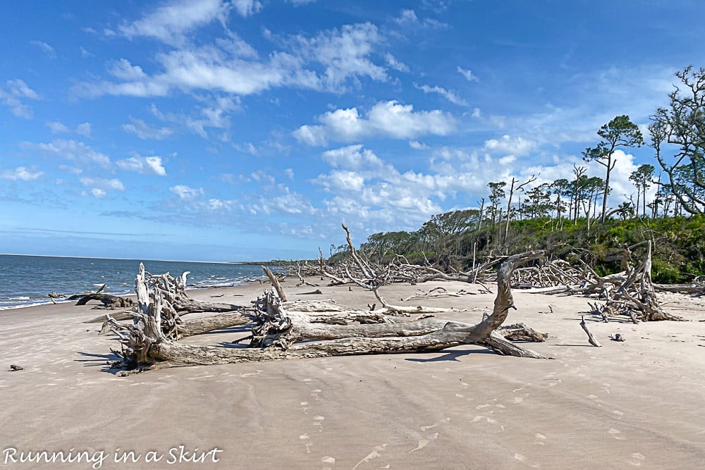 Driftwood trees on Boneyard Beach Florida.