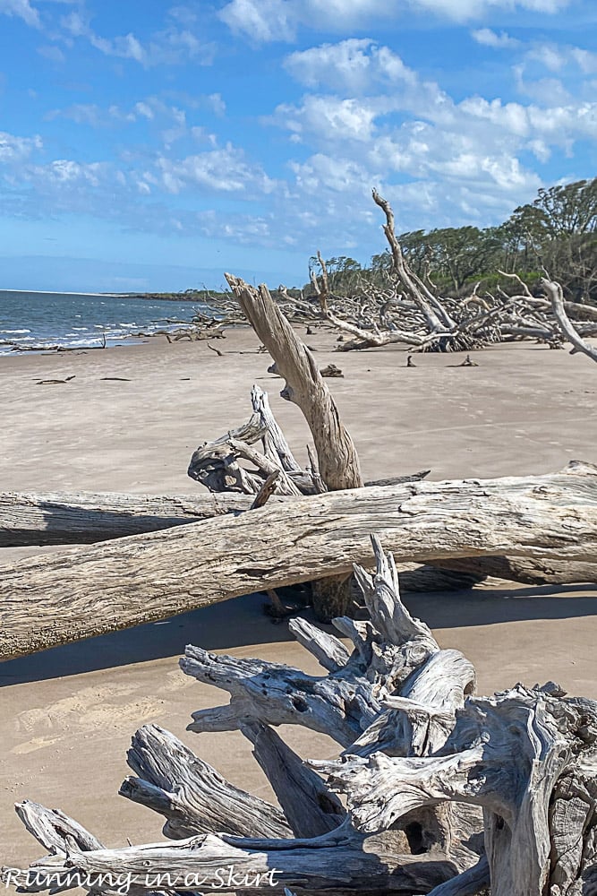 Driftwood on Boneyard Beach Florida at Big Talbot Island State Park.