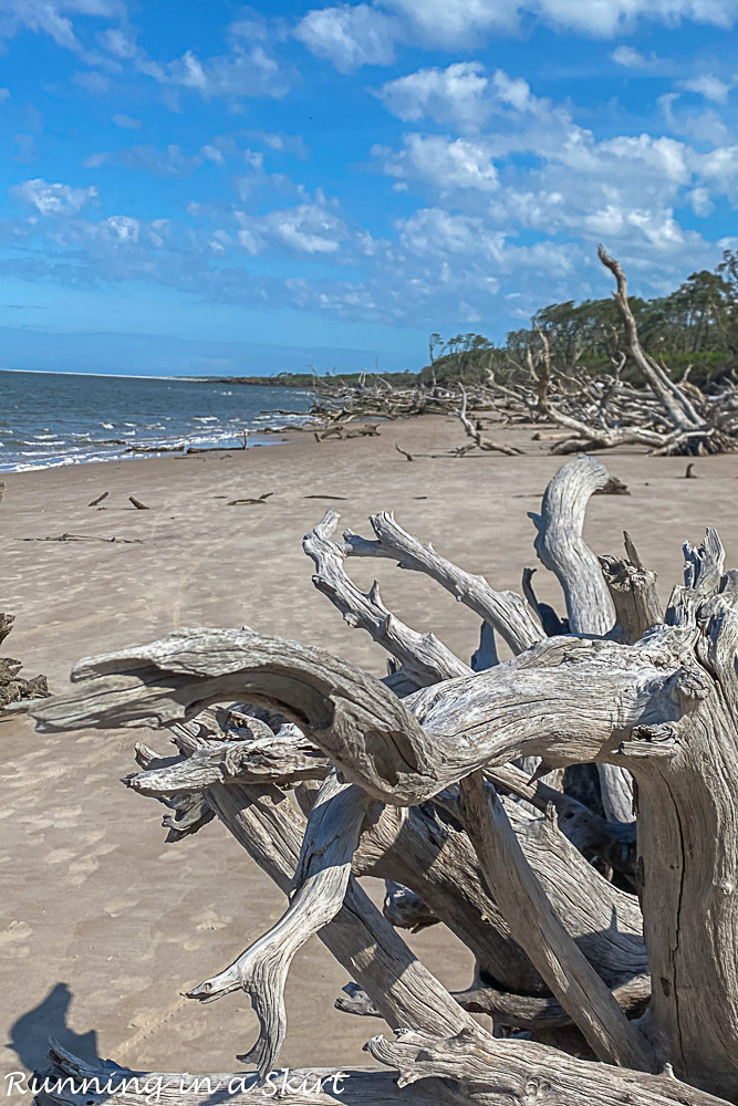 Closeup of driftwood on Boneyard Beach Florida.