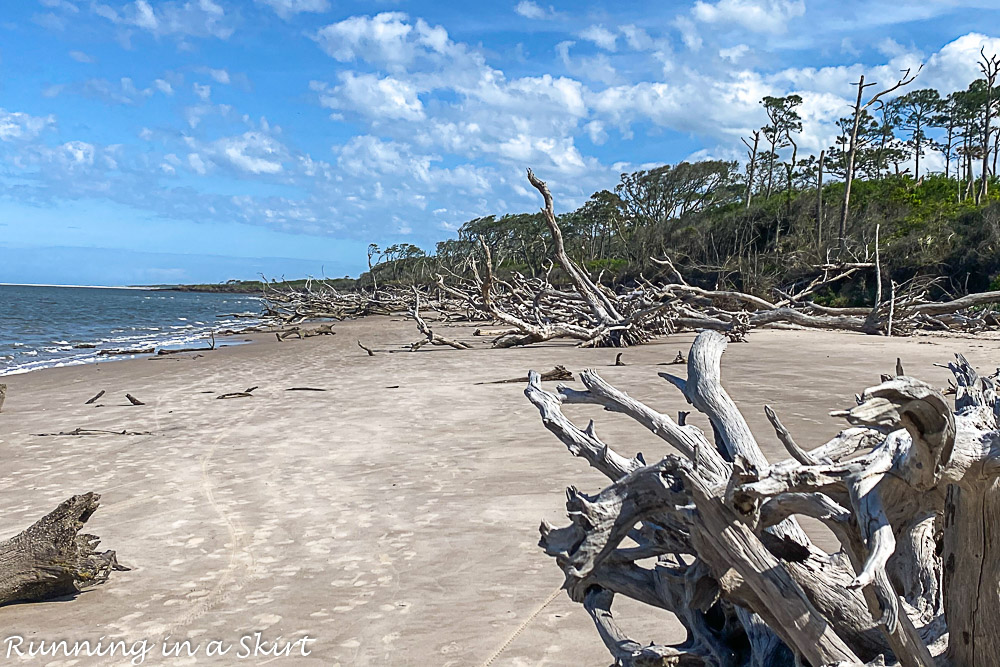 Wide shot of Boneyard Beach.