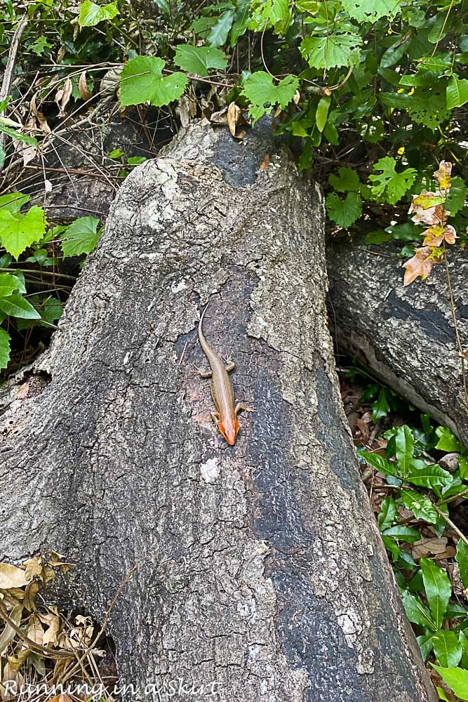 Lizard on the trail.