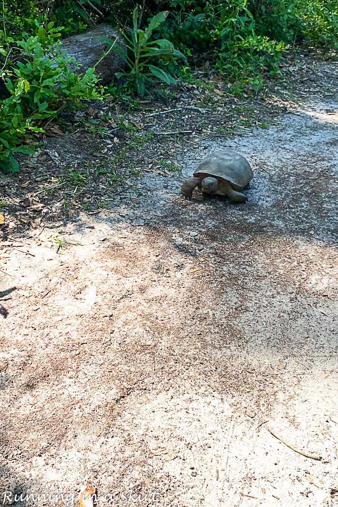 Turtle on the trail.