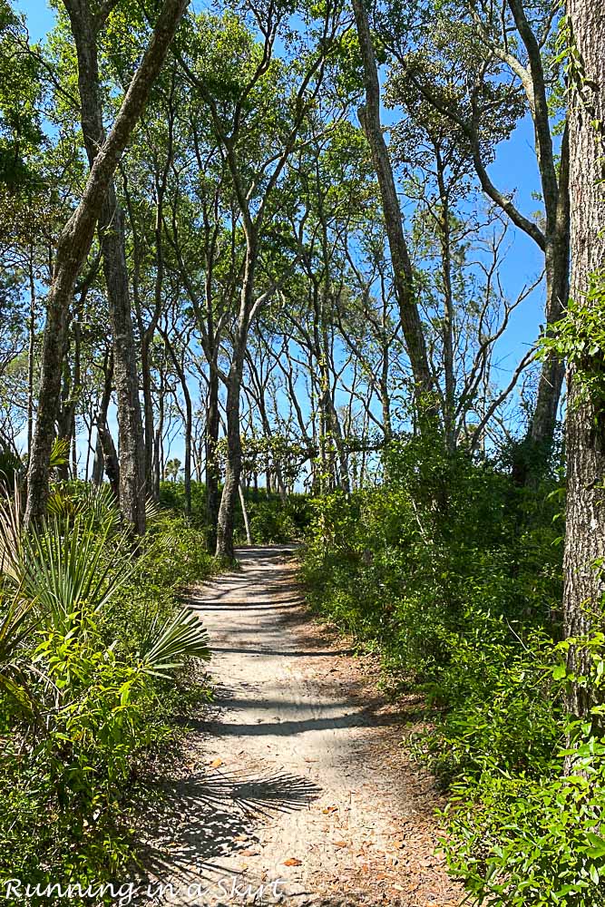 Tree canopy on the trail to get to Boneyard Beach Florida.