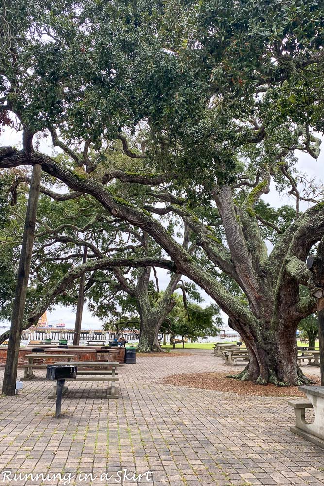 Live oak trees on Saint Simons Island.