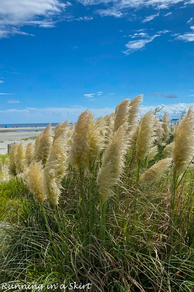 Sea grass on Saint Simons.