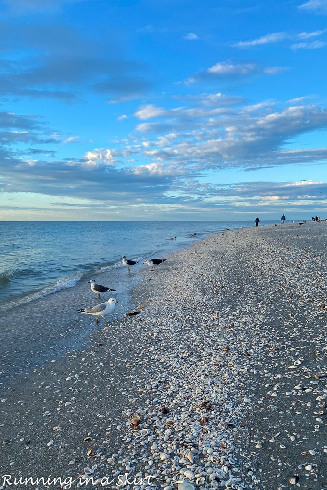 Beach on Sanibel Island covered in shells.