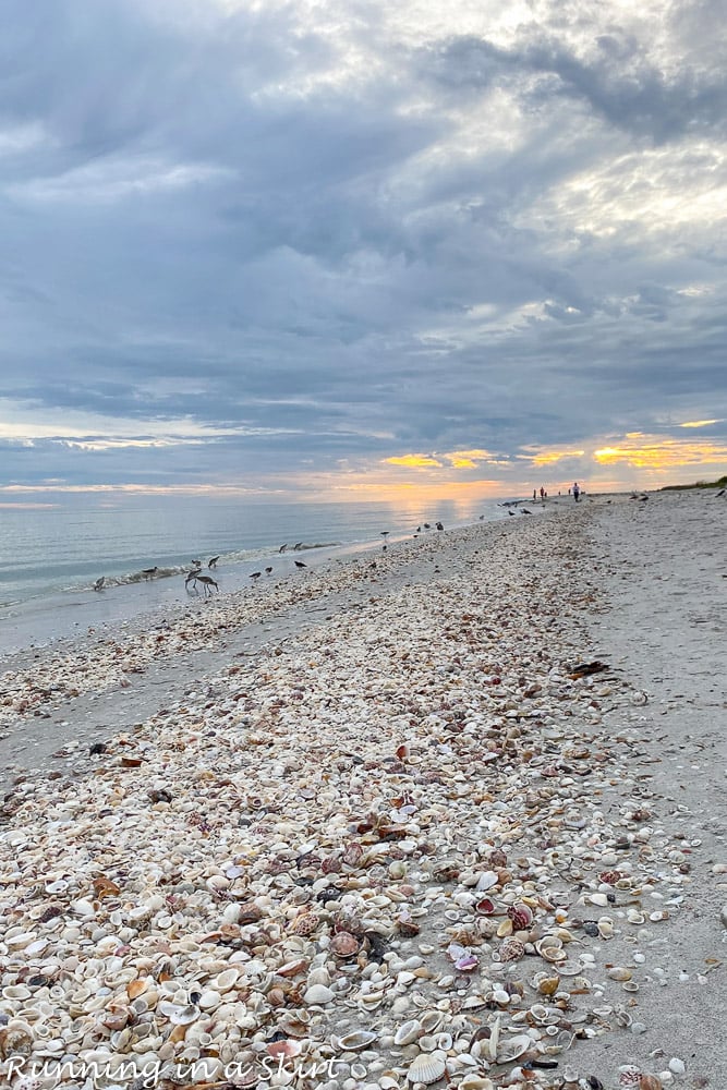 Sanibel Beaches with shells.