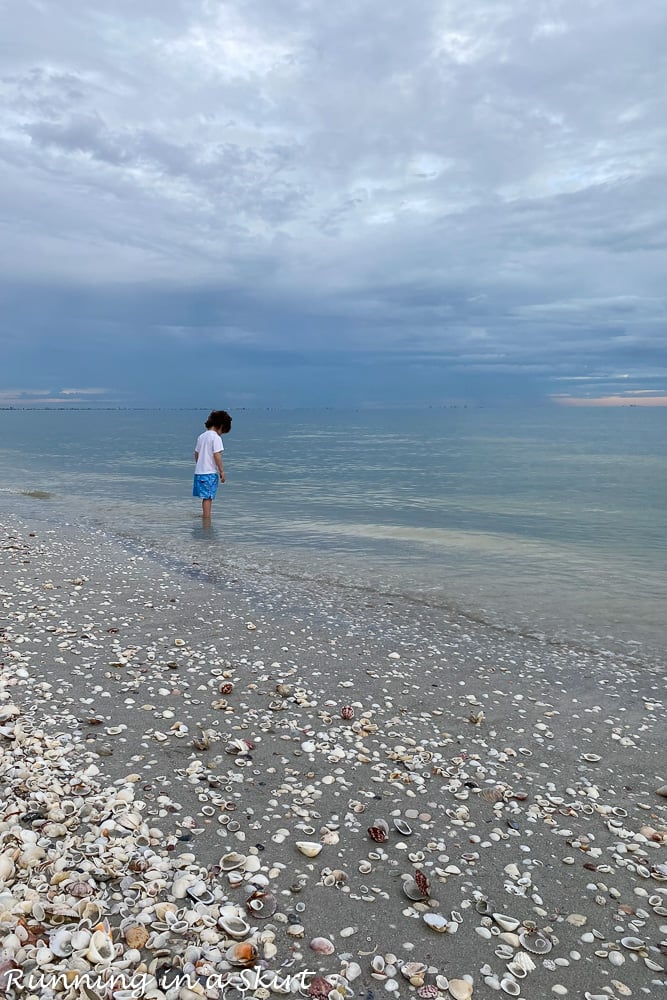 Toddler in the shell lined beach.