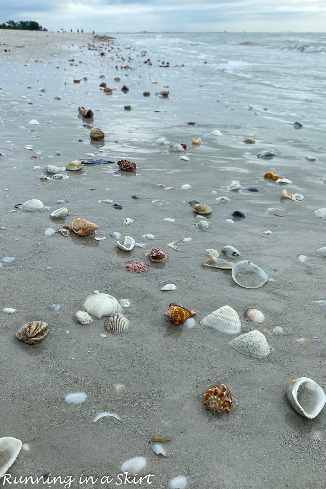 Shells along the Sanibel beach at low tide.