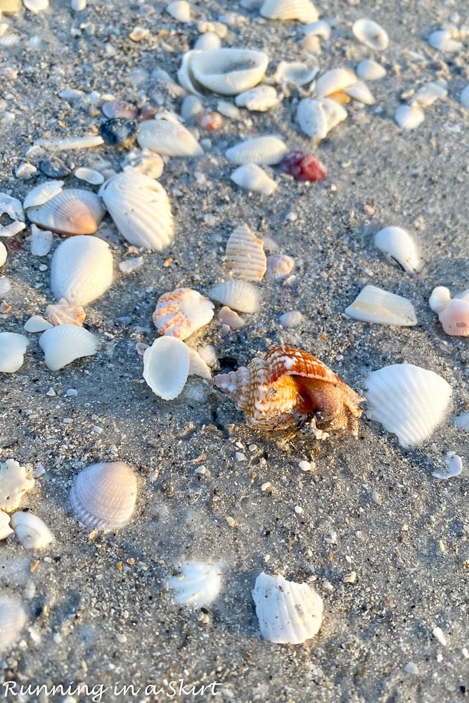 Close up of animal still living in the shell.