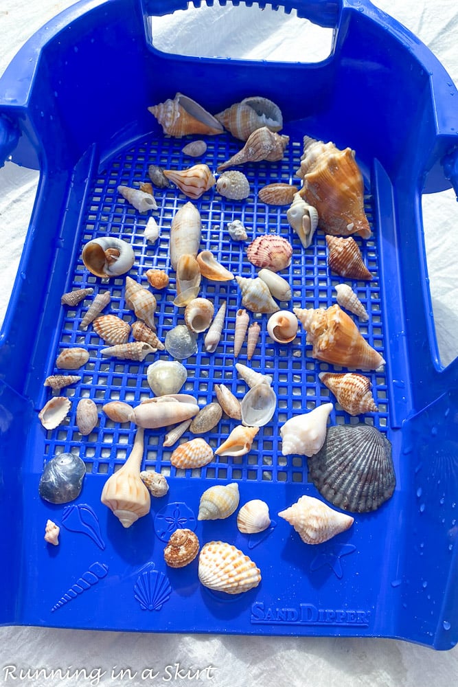 Sand Digger showing Sanibel Shells.