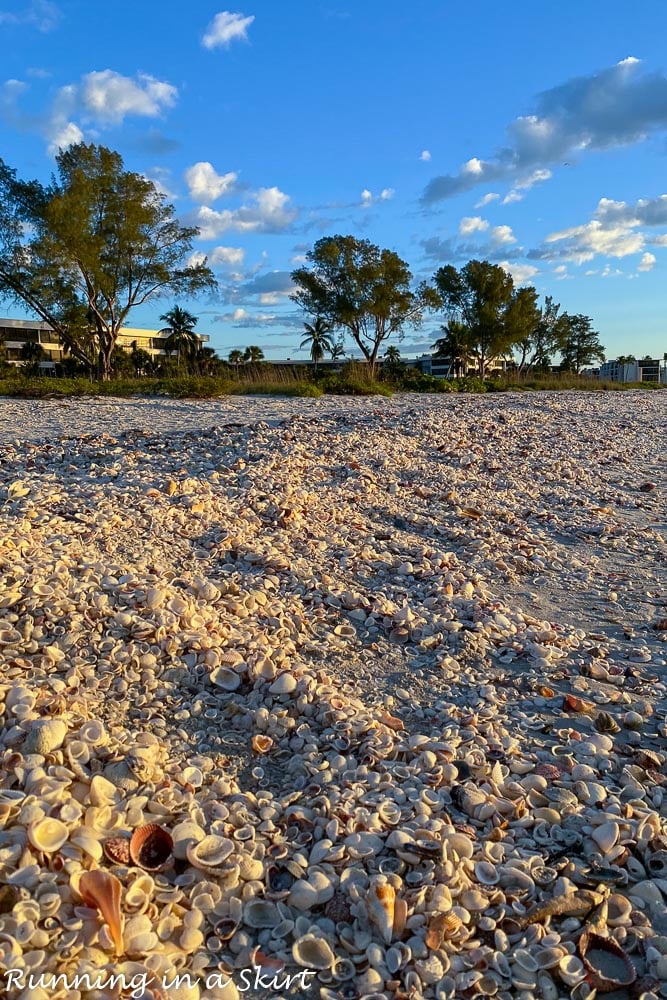 Piles of shells on Sanibel.