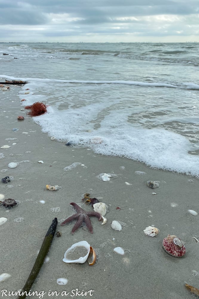 Sanibel Island Shells on the beach.