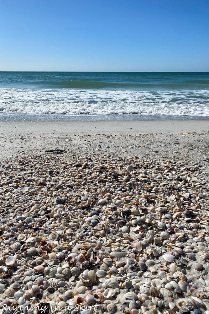 Shells on the beach at Anna Maria Island.