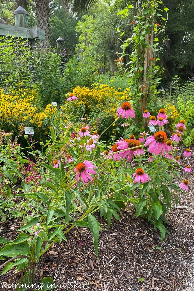 Coastal Discovery Museum Hilton Head flowers.