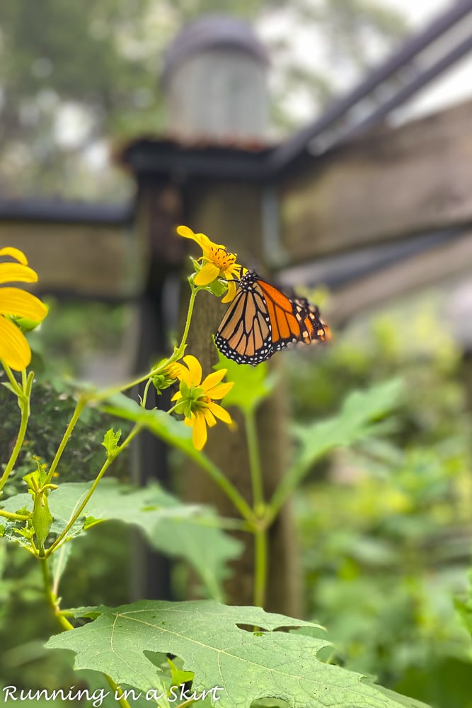 Coastal Discovery Museum Hilton Head butterfly