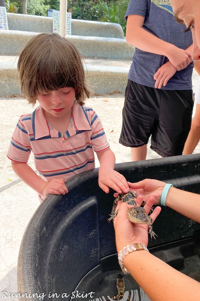 Coastal Discovery Museum Hilton Head Critter Meet and Greet Alligator