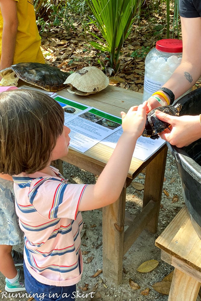 Coastal Discovery Museum Hilton Head Critter Meet and Greet Turtle