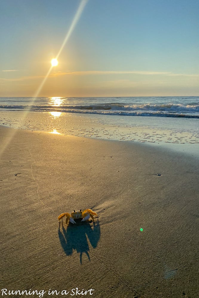 Ghost crab on the beach in Wild Dunes