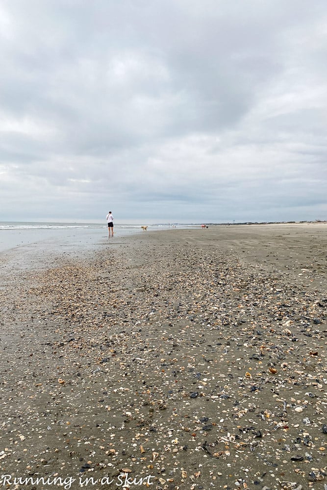 Shells on IOP beach.