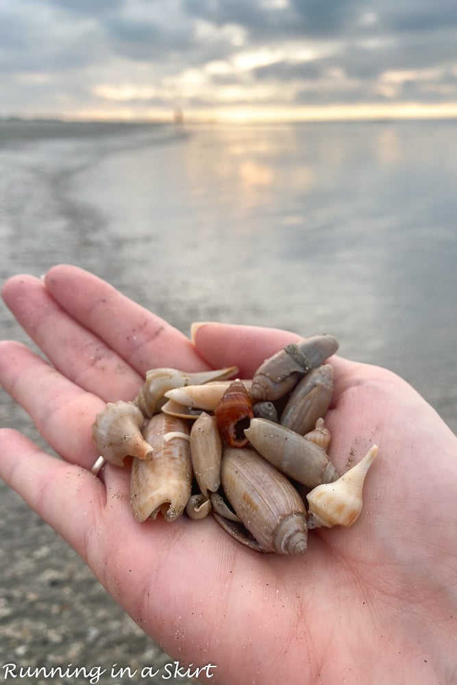 Things to Do in Isle of Palms - Shelling
