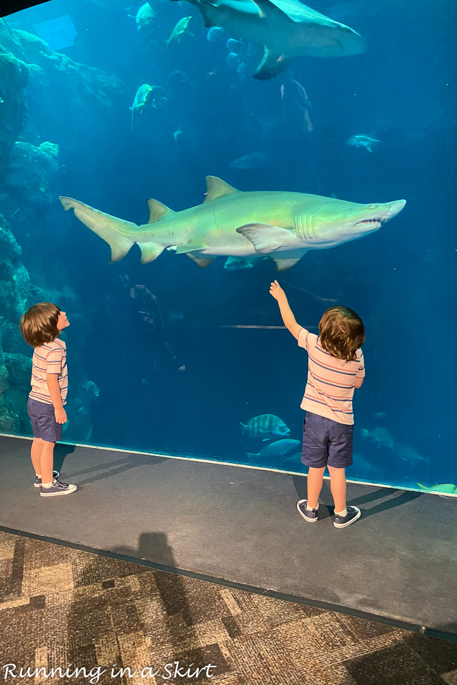 Kids look at shark in the ocean tank.
