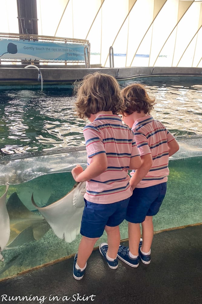 Kids petting stingrays.