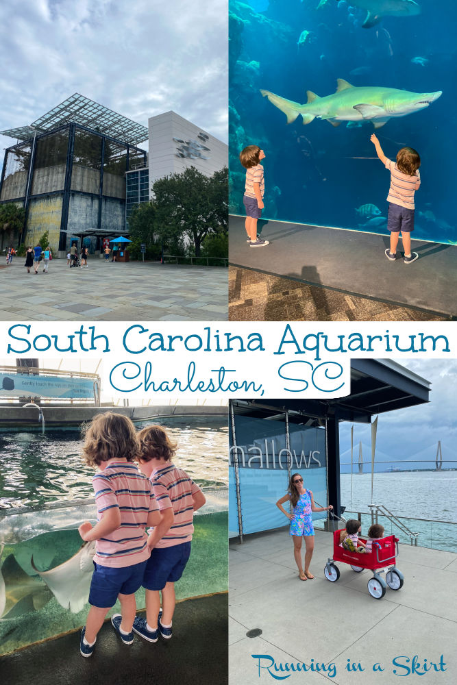 South Carolina Aquarium in Charleston Visitors Guide via @juliewunder