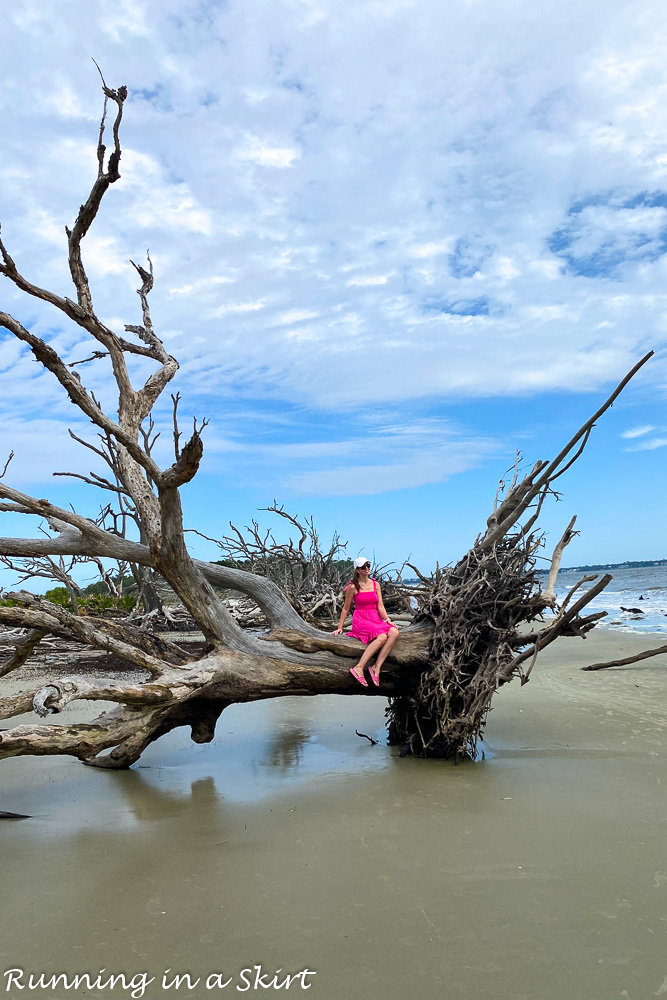 Large driftwood tree.