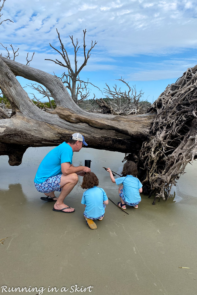 Finding animals at Driftwood Beach Jekyll Island.