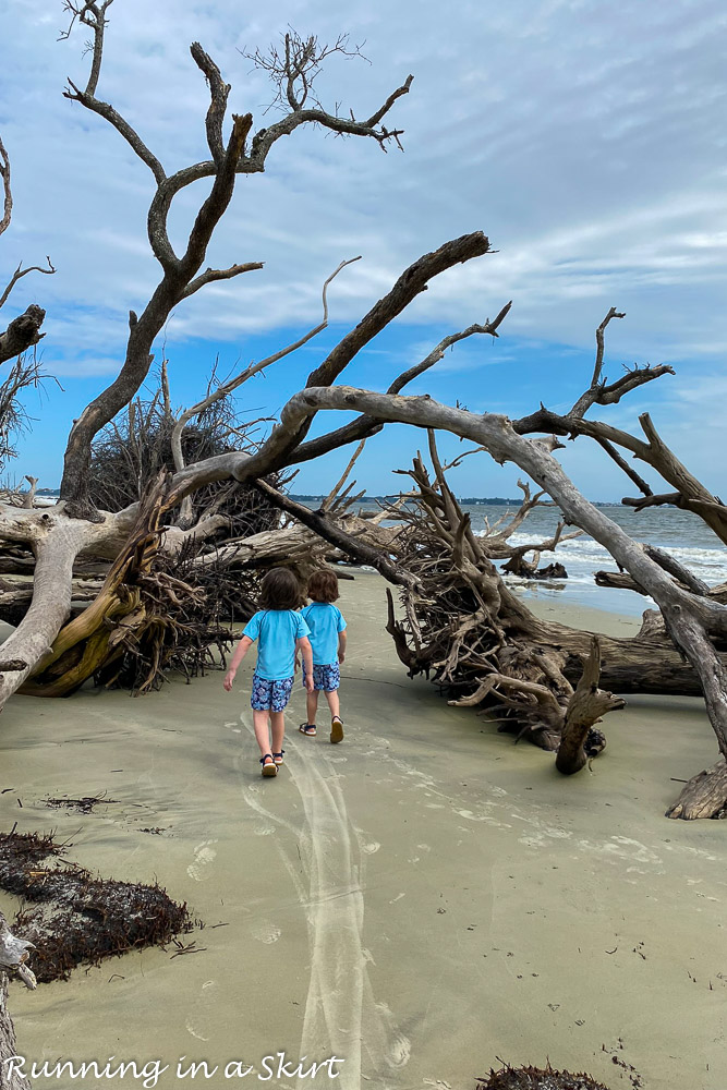 Boys walking on Driftwood Beach Jekyll Island.