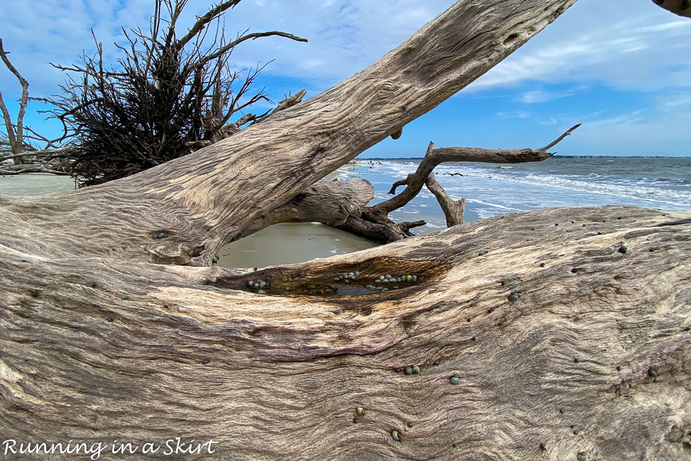 Snails on the driftwood.