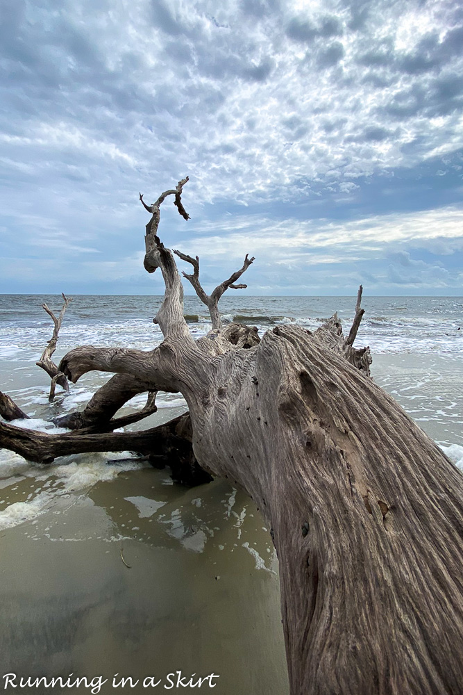 Driftwood Beach Jekyll Island shot of the ocean.