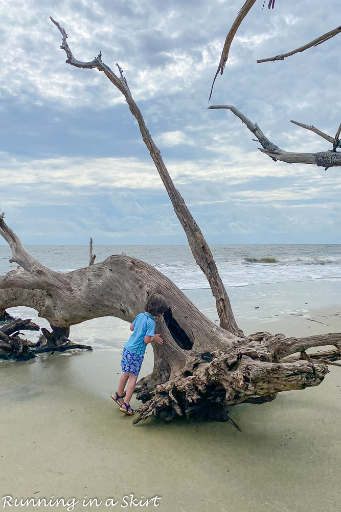 Driftwood Beach Jekyll Island boy looking in a tree.