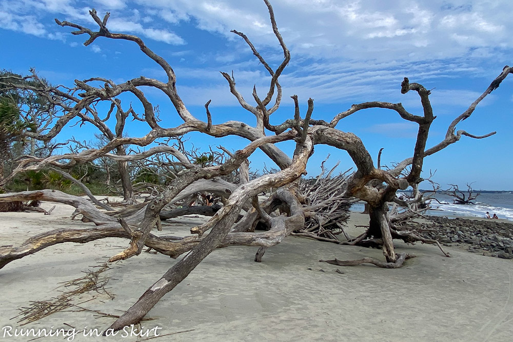 Driftwood Beach