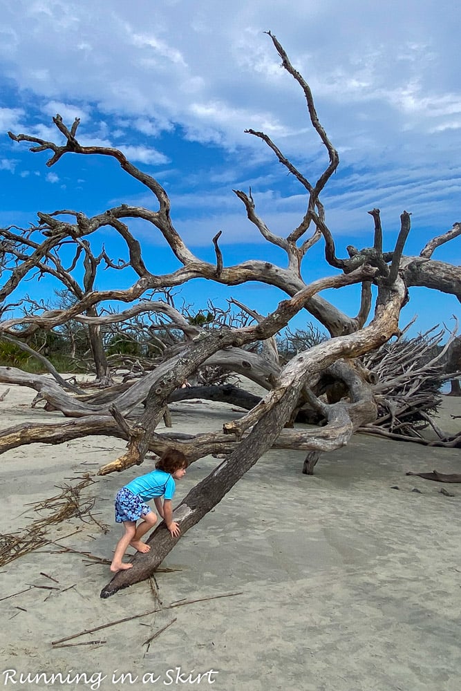 Driftwood Beach Jekyll Island boy climbing on driftwood.