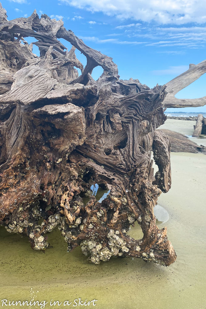 Close up of the driftwood.