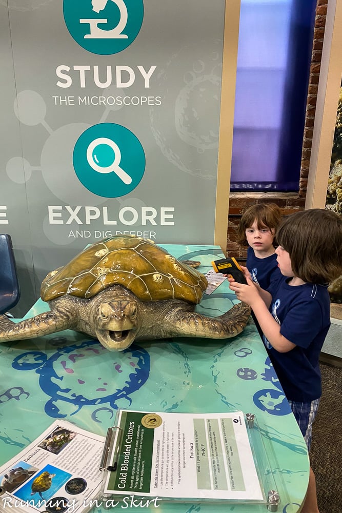 Georgia Sea Turtle Center Jekyll Island interactive exhibit.