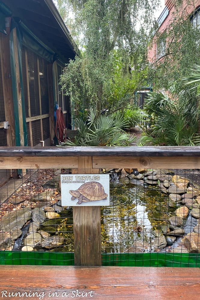 Georgia Sea Turtle Center Jekyll Island box turtle exhibit.